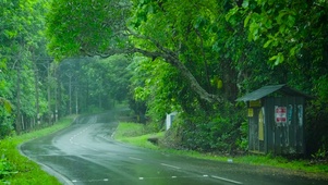 雨天绿树林公路 