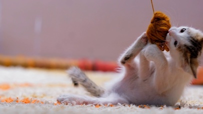 玩球球的小猫咪