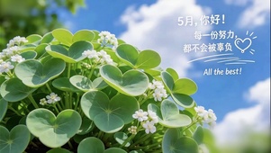 5月你好-心叶草的祝福