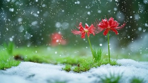 雪中小花