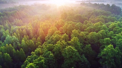 4K 高清 空中俯瞰春天的绿林