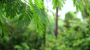 清新雨滴