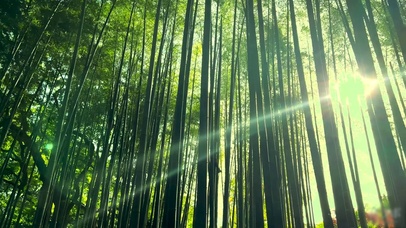 阳光竹林