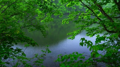 清新自然雨天绿林湖