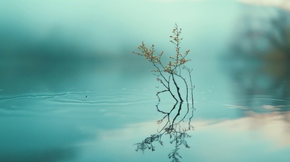 水中花枝
