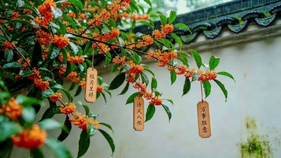 雨天庭院桂花
