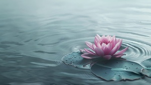 水中睡莲