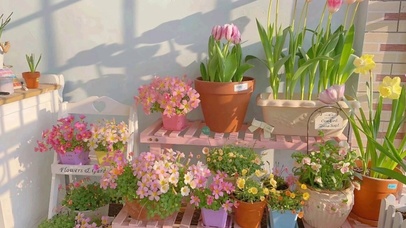 百花争艳盆栽唯美温馨治愈