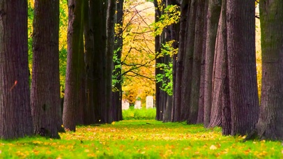 唯美秋天树林落叶