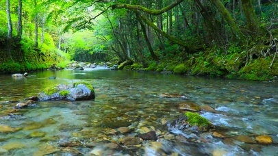 绿林小溪流水