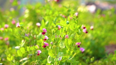 春天豌豆花