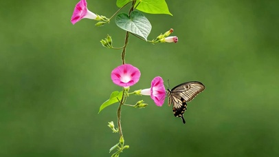 护眼喇叭花
