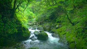 护眼绿林山涧流水