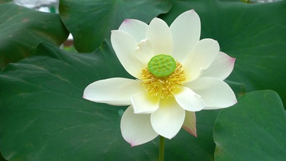 盛开唯美白莲花