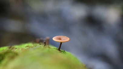 小蘑菇