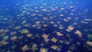 海底鱼群