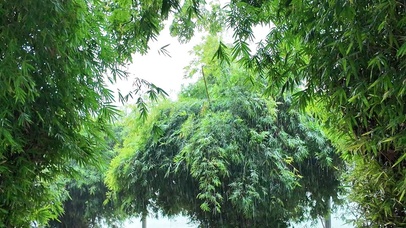 公园雨后竹林翠绿的清新景观