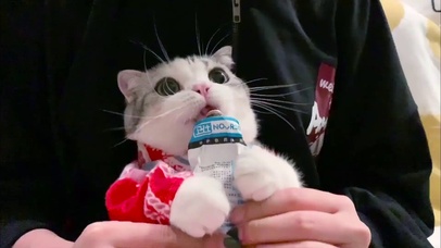 小泡芙萌化了！