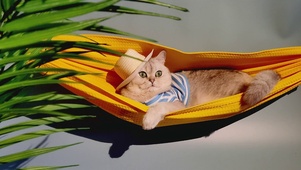 晒太阳的小懒猫