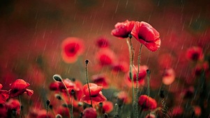 雨中红花