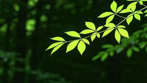 护眼小清新