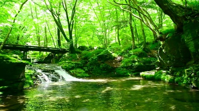 阳光清新绿林流水