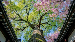 古建仰观春日樱花盛景