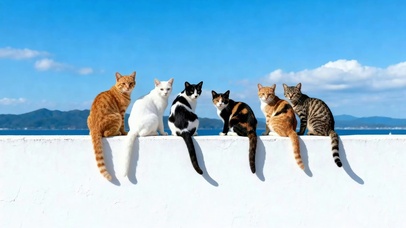 一家喵就是要整整齐齐！