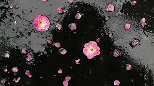 玫瑰花瓣