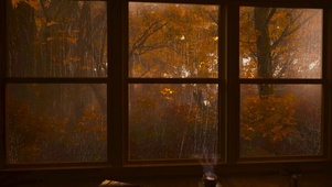 窗外的秋林雨