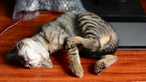 小狸花猫熟睡