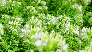护眼植物