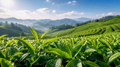 清新翠绿茶山晨景