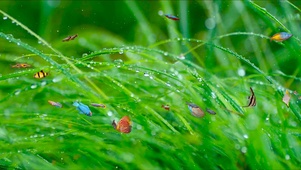 绿草水珠鱼