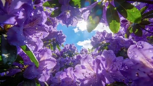 风花恋·