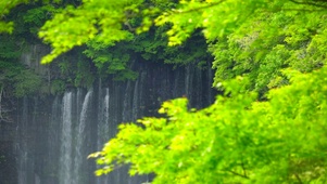 夏日绿树瀑布