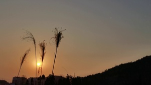 暖阳下迎芬芳