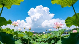 荷风漫夏