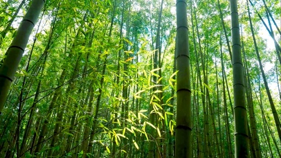 夏日竹林 风景动态壁纸 动态壁纸下载 元气壁纸