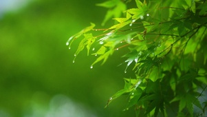 雨中绿色植物