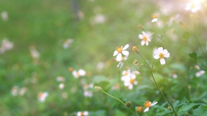 4K 唯美【小野花】