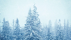 森林暴雪