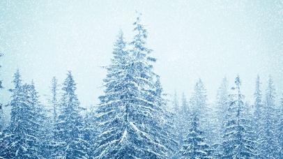 森林暴雪