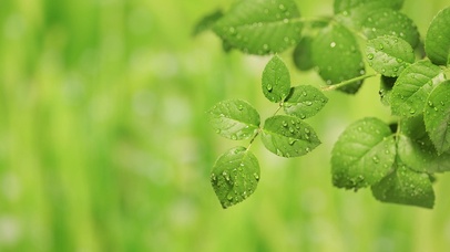 护眼的绿色植物