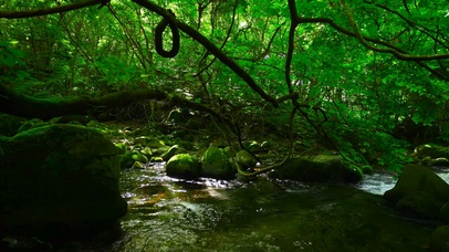 护眼清新绿林流水