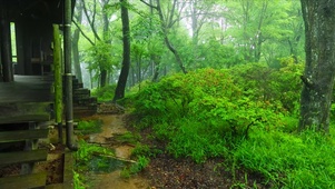 雨天树林