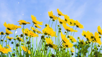 大花金鸡菊