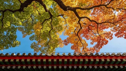 秋天的枫叶
