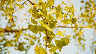 金黄色的银杏叶