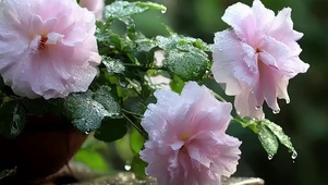 护眼绿景花草树木带鱼屏